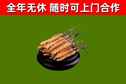长沙回收散虫草